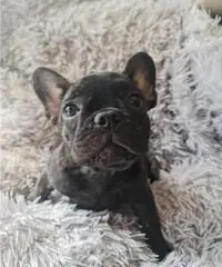 Cucciola Bouledogue Francese pedigree Cucciola Bouledogue Francese pedigree