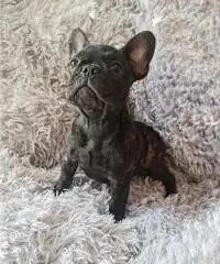 Cucciola Bouledogue Francese pedigree Cucciola Bouledogue Francese pedigree