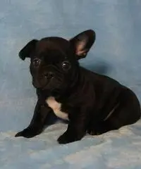 Bouledogue bulldog francese frenc black e tan.