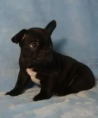 Bouledogue bulldog francese frenc black e tan.